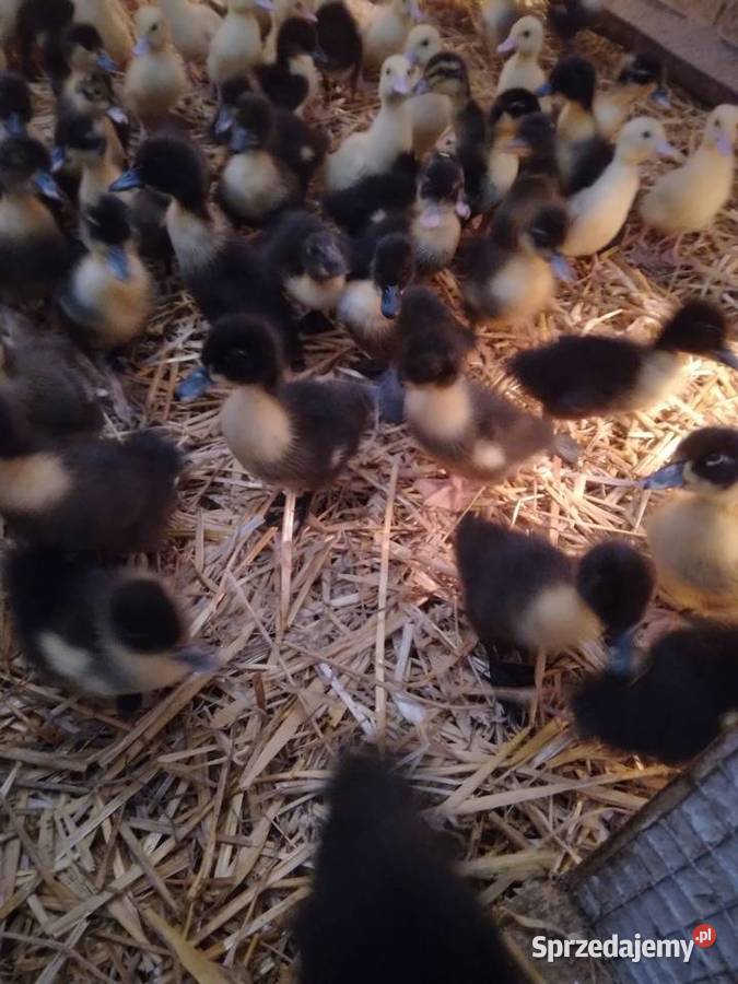Kaczki pekin dworka mukard ruańskie dolnośląskie Jelenia Góra