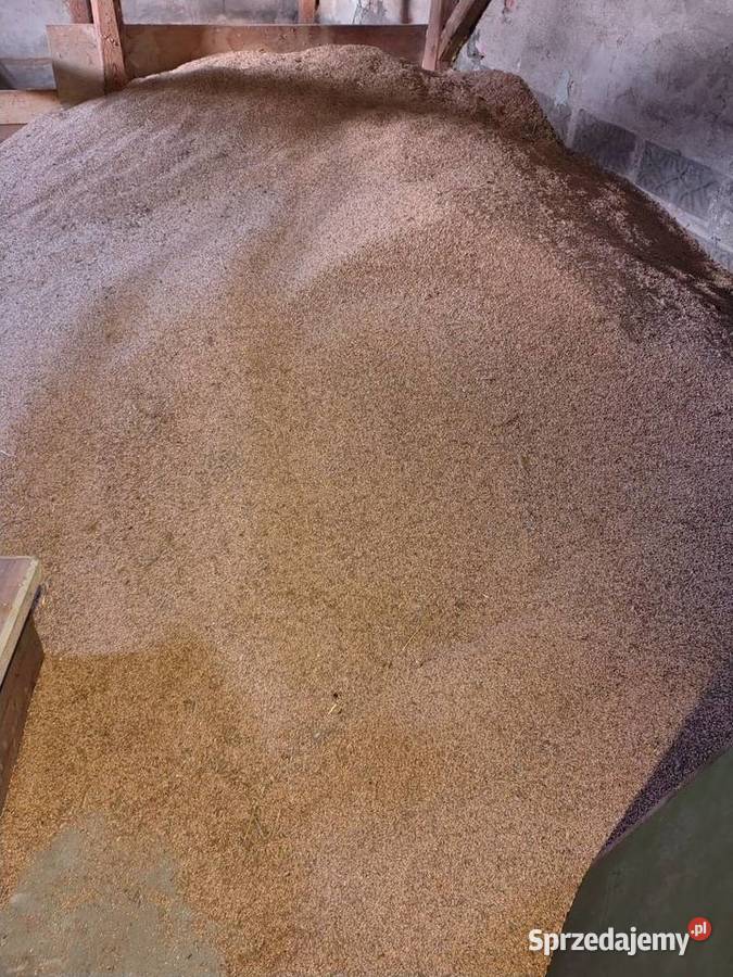 Sprzedam owies pszenżyto Kraśnik Górny
