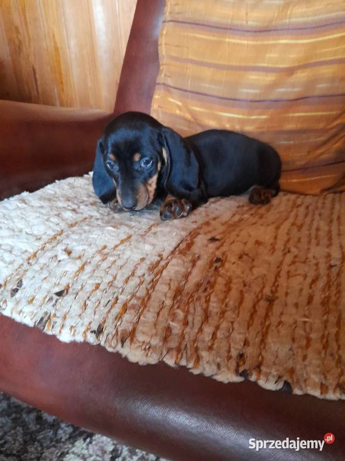 Jamnik krótkowłosy Jamnik Augustów sprzedam