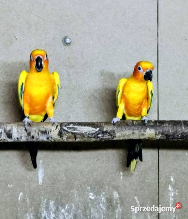 Sprzedam Konury Gliwice sprzedam