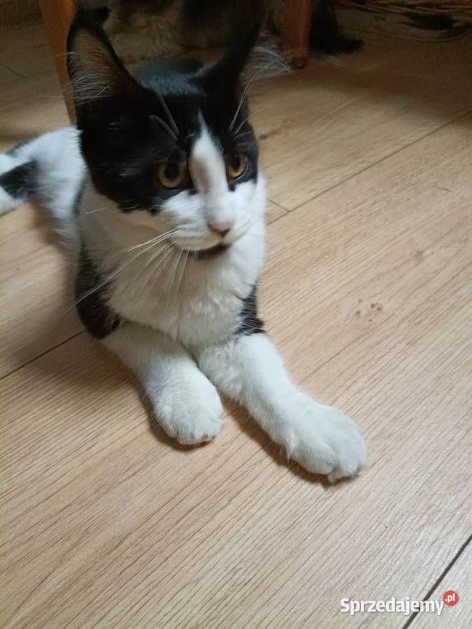 Koteczka Maine Coon Sława