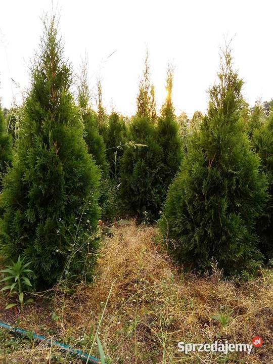 Tuja thuja Smaragd 120 GR ŻYWOPŁOT wielkopolskie Zakrzewo