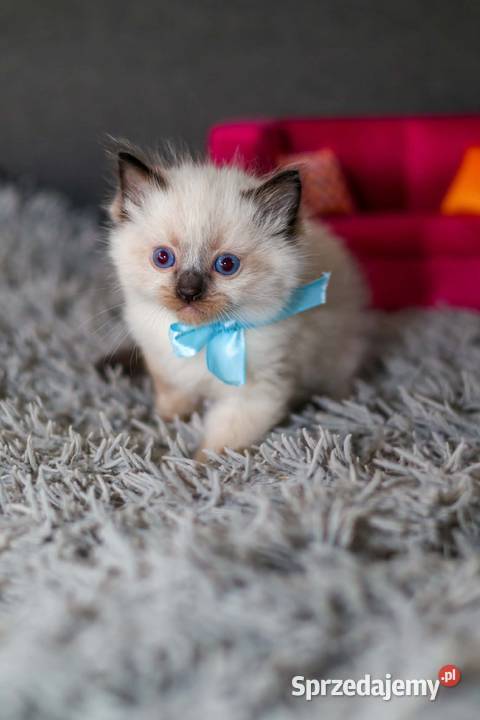 Ragdoll ragdollowe ostatni kocurek łódzkie Piorunówek