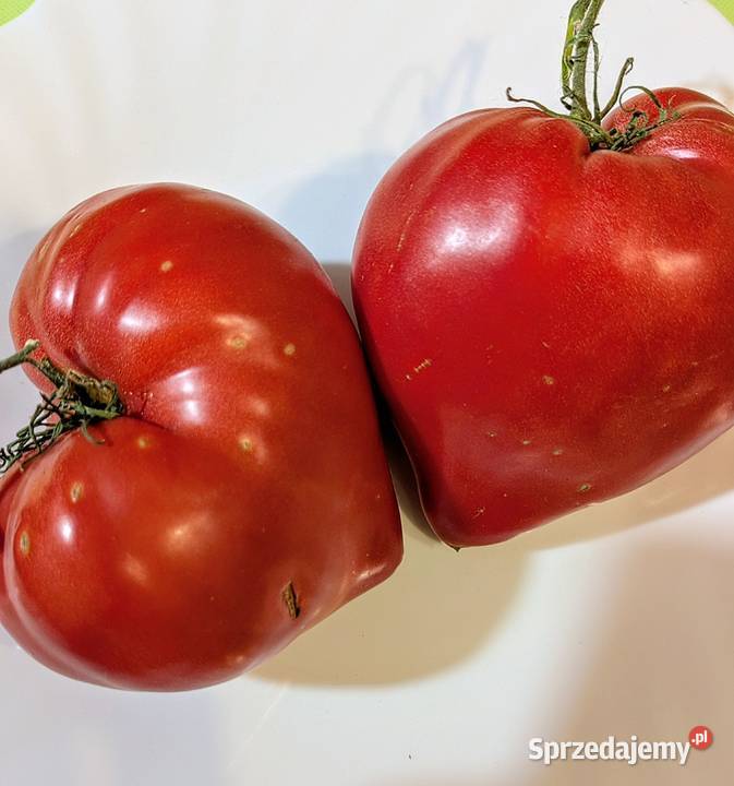 Cukinia Libańska zimowa do przechowywania Kraków