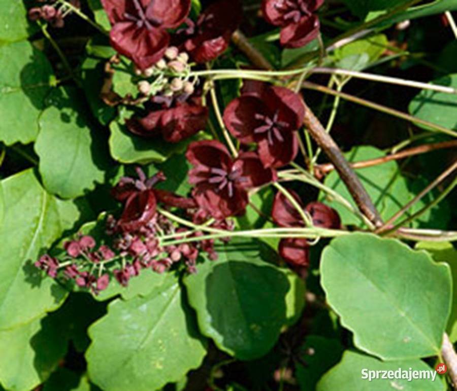 AKEBIA TRÓJLISTKOWA Akebia trifoliata NASIONA