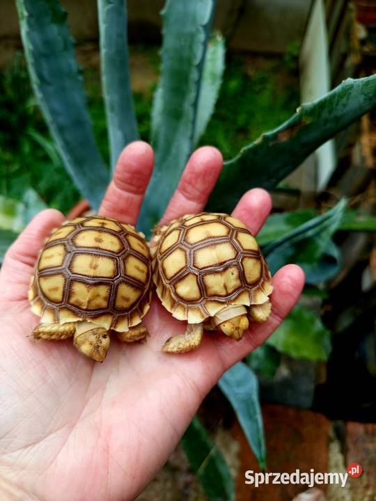 Młode Żółwie pustynne Centrochelys sulcata Rybnik sprzedam