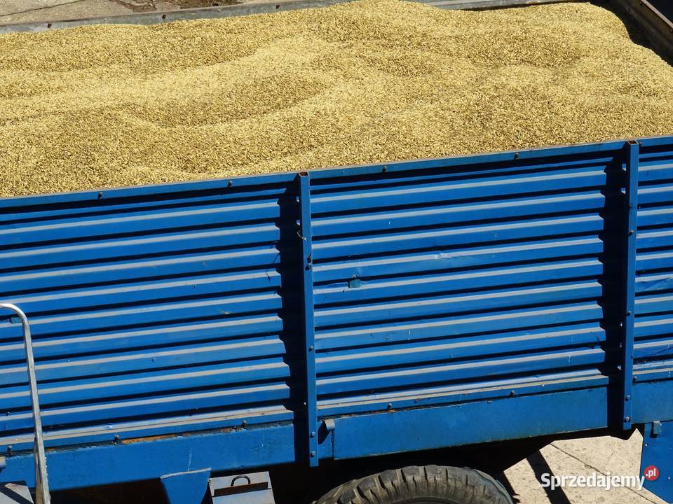 Owies śląskie Żarki