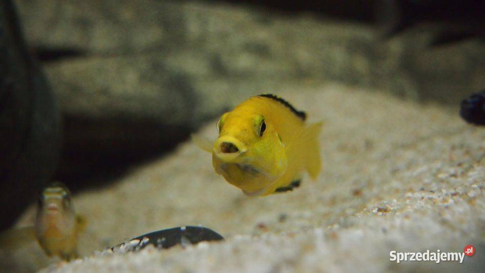 Pyszczaki Labidochromis Caerules Olsztyn