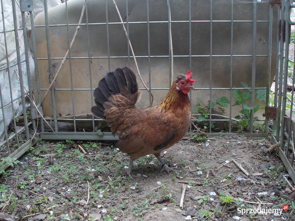 Kurki liliputki kilka kur w różnych barwach Kutno