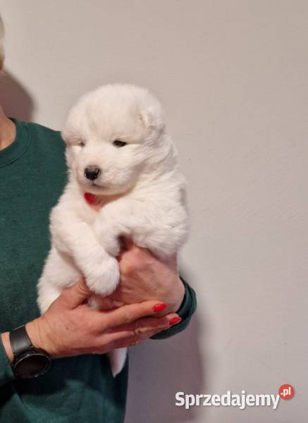 Rasowe szczeniaczki Samoyed Hodowla Pola Iława