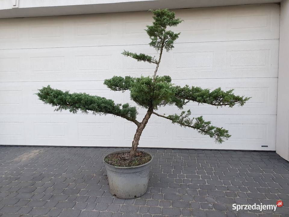 TANIO bonsai jałowiec formowany juniperus Łebno