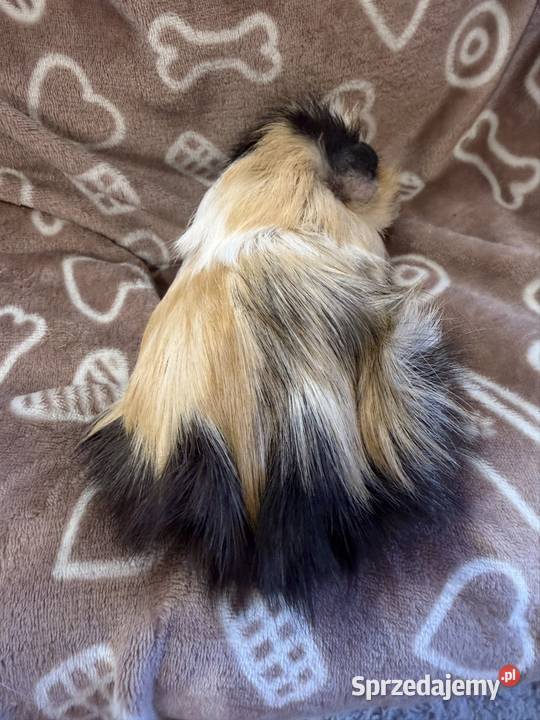 świnka morska cavia domowa SAMICA Gryzonie Koszyce Wielkie