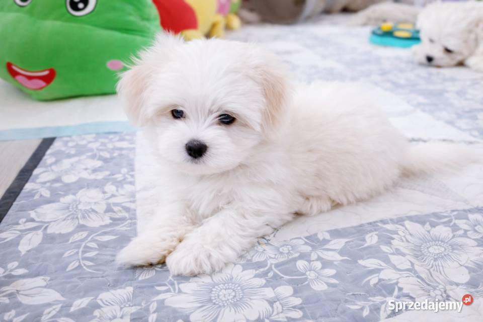 Maltańczyk szczenię suczka