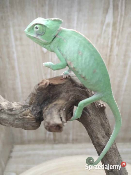 Kameleon Jemeński blue Gady i płazy Jawor