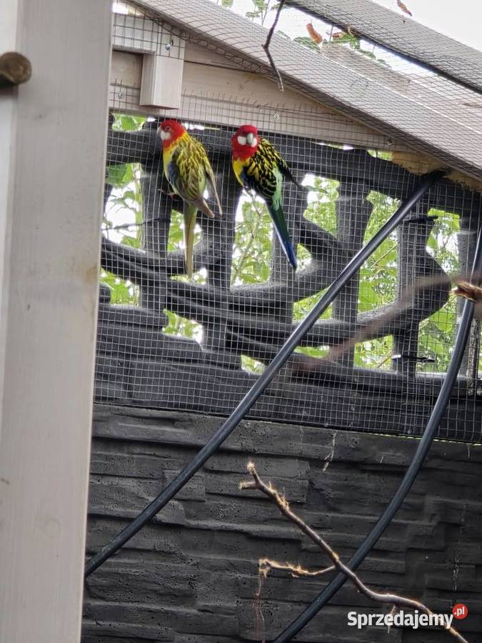 Aleksandretta obrozna dorosłe samce Głubczyce