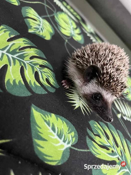 Jeż pigmejski Samczyk słodki ciekawski Makowiec