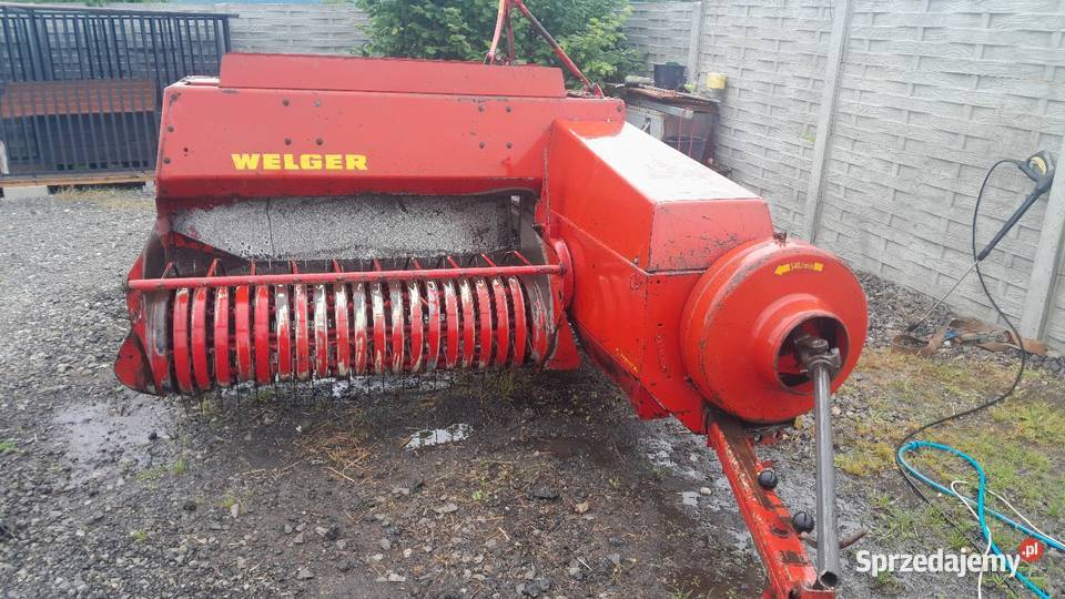 Sprzedam prase welger ap 52 sprowadzona Lechów