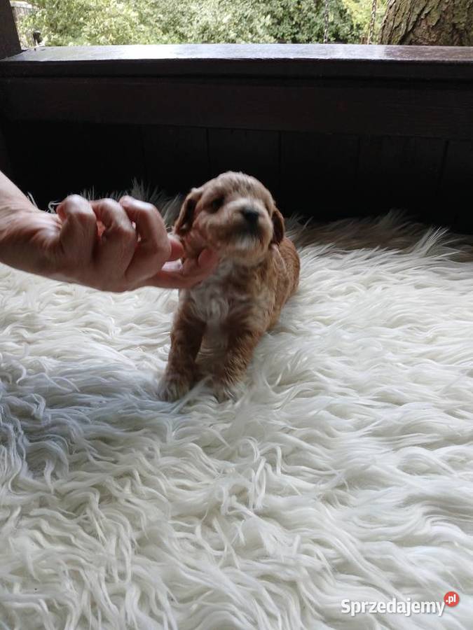 Maltipoo piesek Wyszków