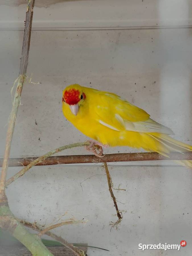 Sprzedam papugi że zdjęć