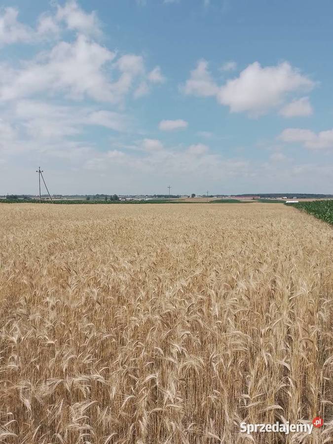 Słoma pszenżyto 10ha Przasnysz