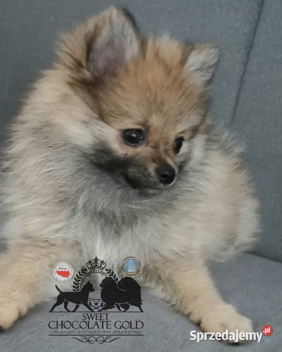Sunia szpic miniaturowy pomeranian Sable Bełchatów sprzedam