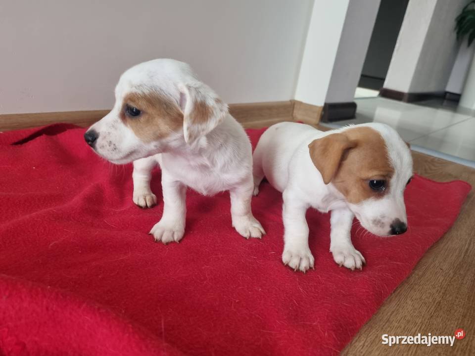 ŚLICZNE SUNIE Jack Russell Terrier śląskie