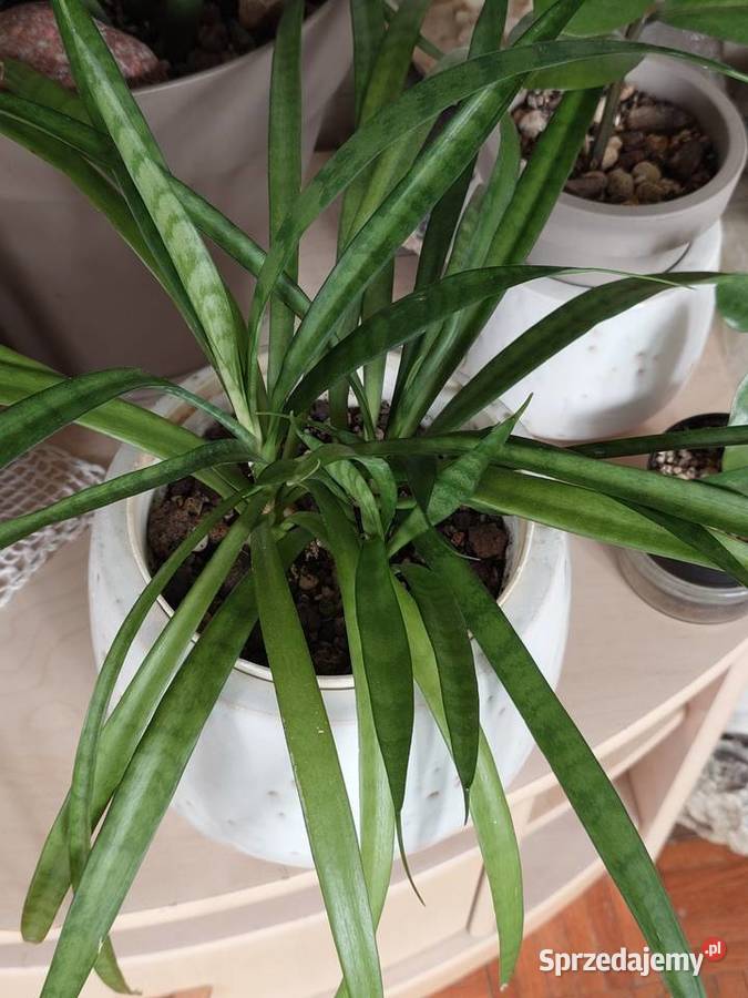 Sansevieria parva Kenya Hyacinth duża Warszawa