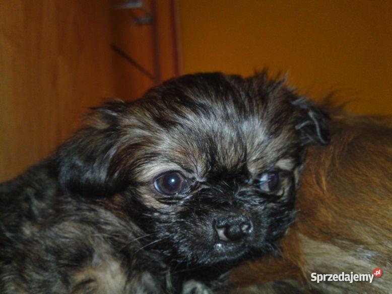 PIEKNE SZCZENIAKI PEKINCZYK MINIATURKA Lublin