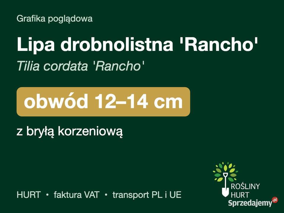 Lipa drobnolistna Rancho obwód 1214 z bryłą HURT sprzedam