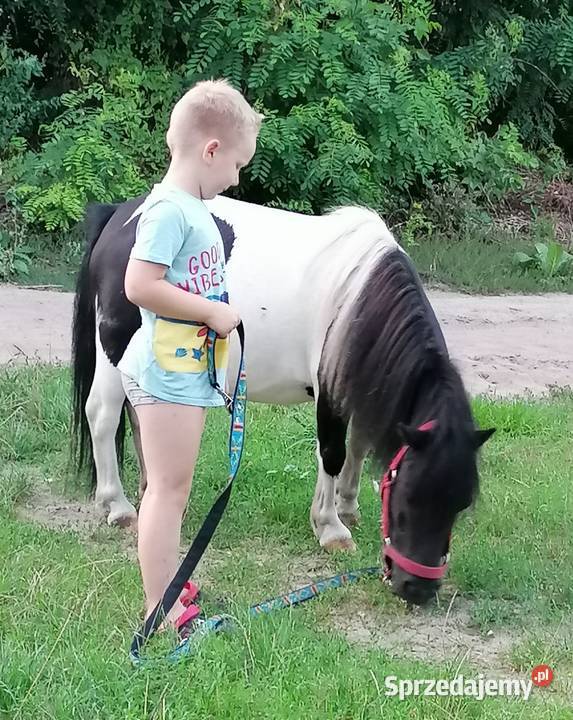 Kucyk klacz Konie Falęcice