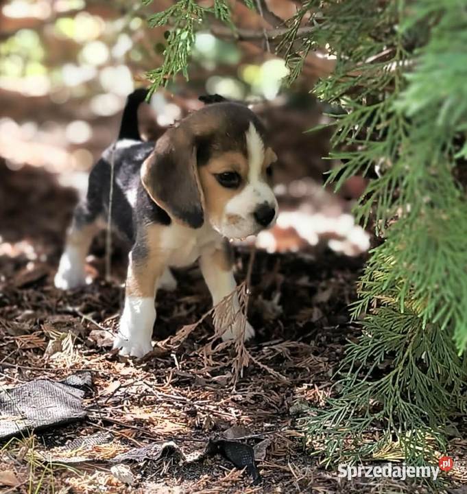 Cudowne szczeniaczki Beagle FCI ZKwP championie
