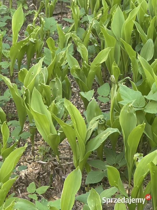 Konwalie kłącza Aleksandrów Łódzki sprzedam