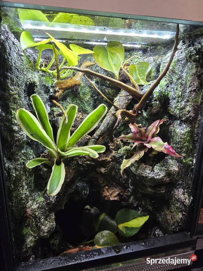 Terrarium tropikalne 25x25x40 z gekonami Ostrów Wielkopolski