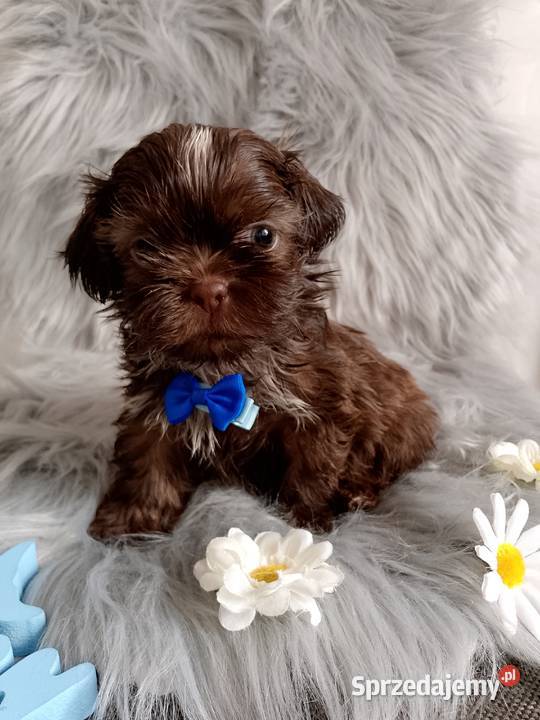 Do Odbioru czekoladowy piesek rasy ShihTzu opolskie Kluczbork