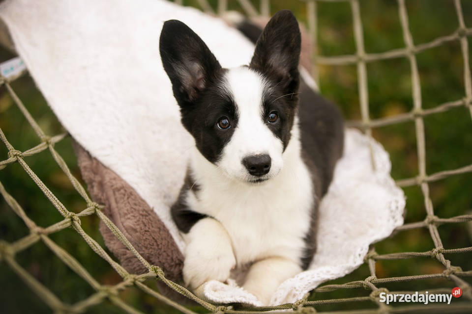 Szczeniaki Welsh Corgi Cardigan z rodowodem FCI Warszawa sprzedam
