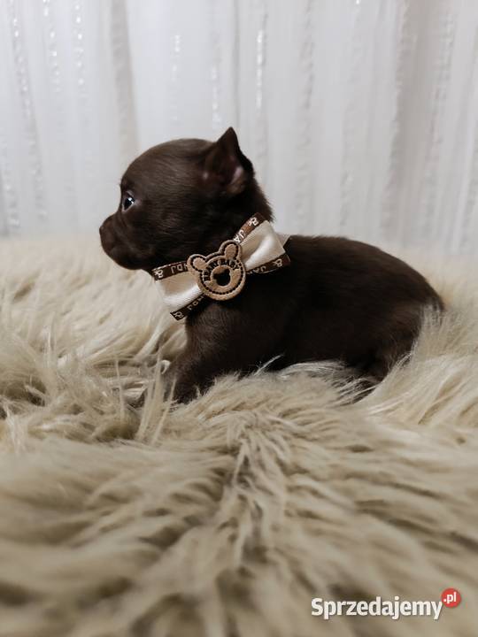 Chihuahua czekoladowa Warszawa