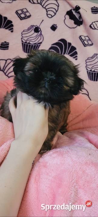 ShihTzu sunia Mokrsko sprzedam