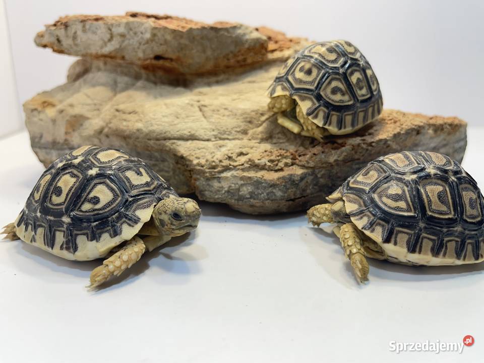 Żółw lamparci żółwie lamparcie