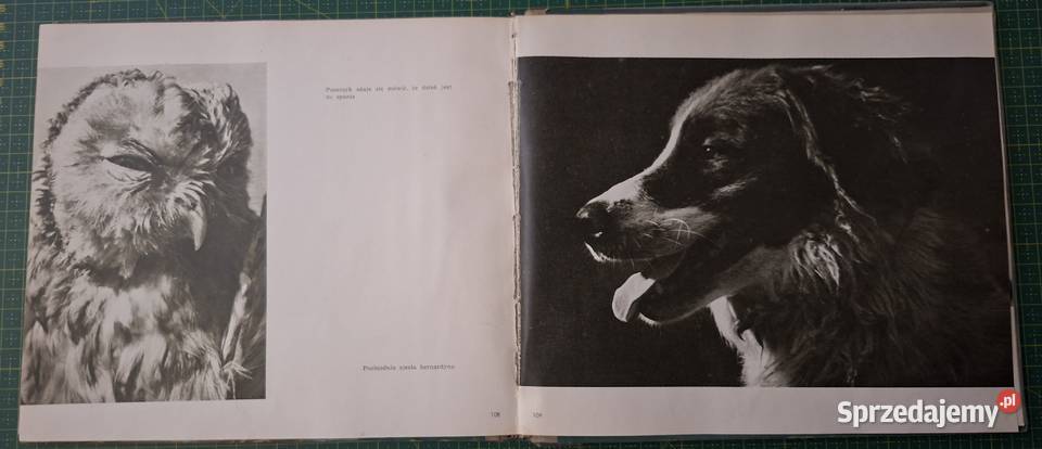 Zwierzęta przed obiektywem Jan Styczyński Rok wydania 1956 małopolskie Kraków sprzedam