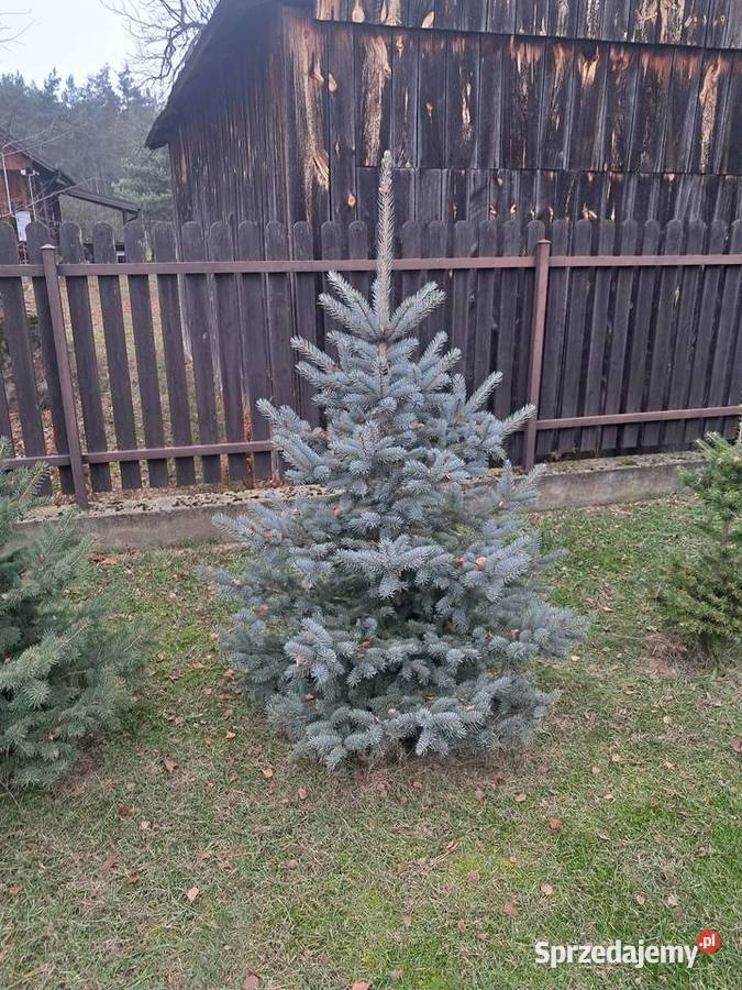 Choinki mazowieckie Garwolin