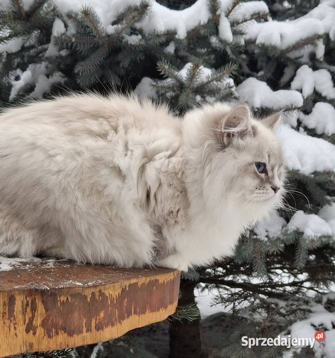 Sprzedam kocurka Żyrardów