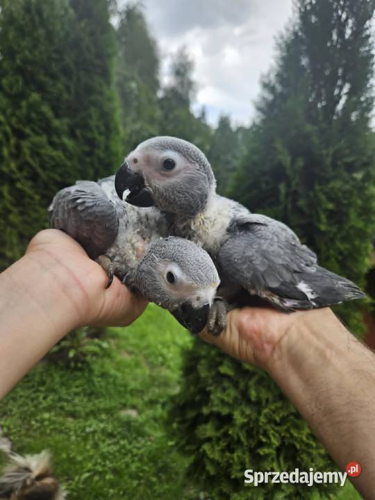 ŻAKO Kongijskie Cites Młode cites samce samice Kraków