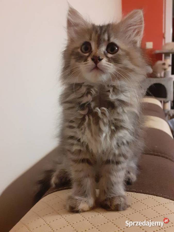 Przepiękna Kotka Syberyjska Gloria sprzedam