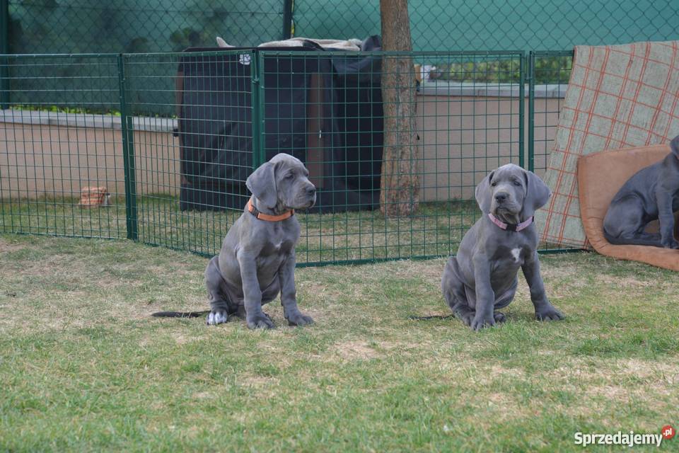 Dog Niemiecki błękitne śląskie Katowice