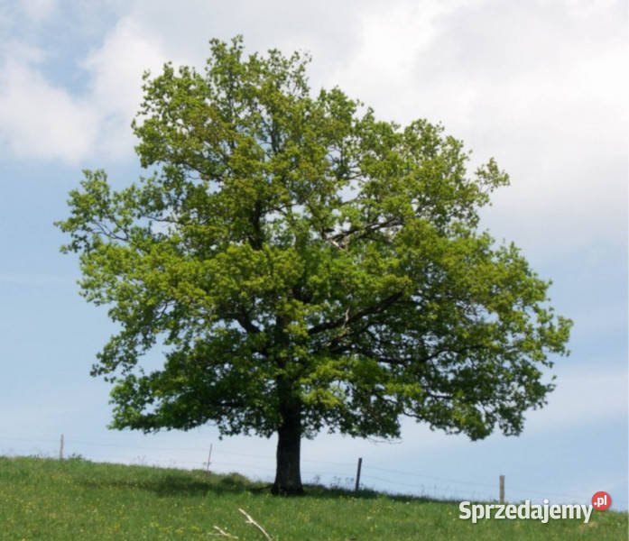 DĄB SZYPUŁKOWY Quercus robur NASIONA 16 sztuk Lubanie