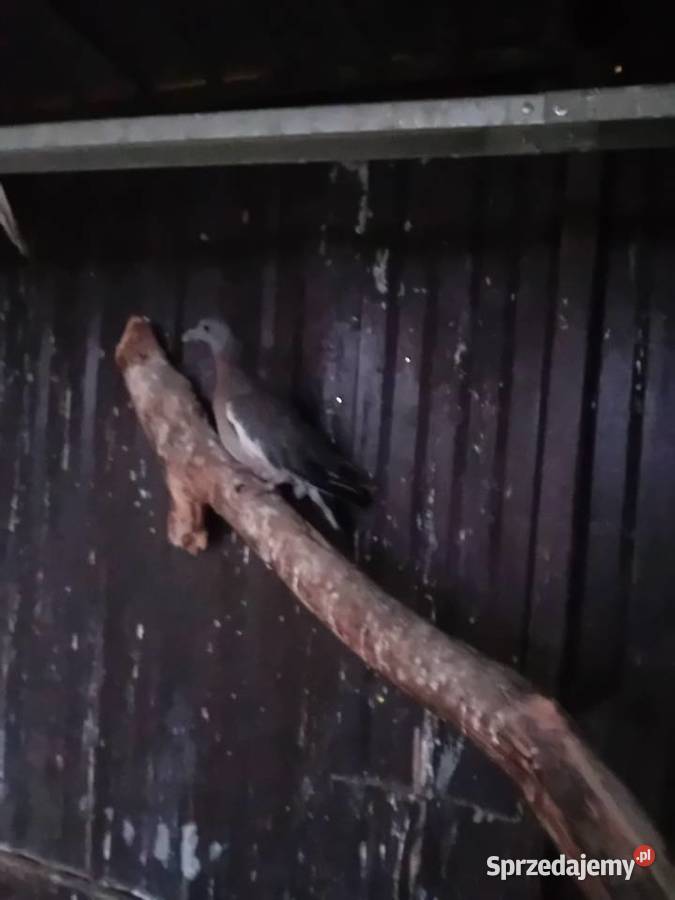 Gołębie grzywacze Siedlce