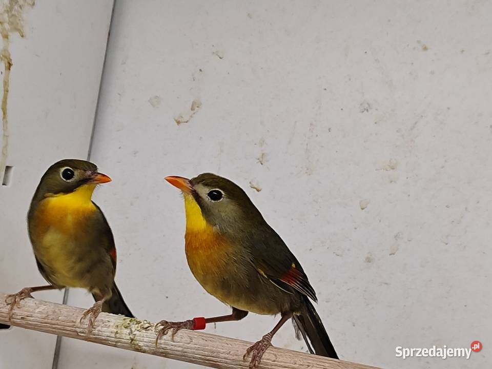 Słowik chiński para małopolskie Myślenice sprzedam