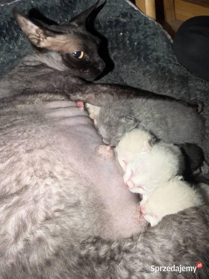 Piękne sfinks BRUSH Łódź