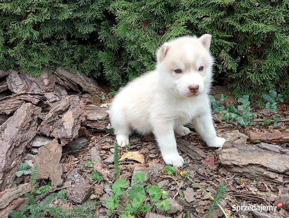Siberian husky boy Racibórz