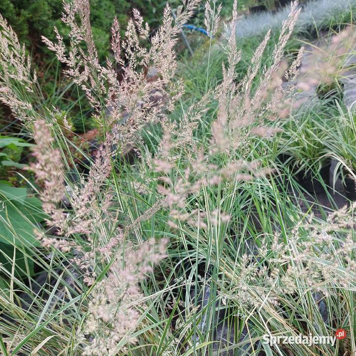 Trawy ozdobne sadzonki wysyłka Stromiec